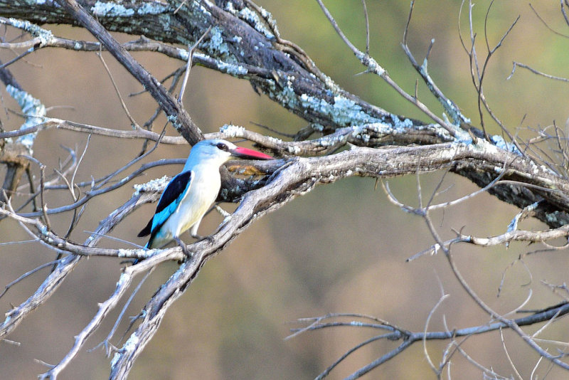 Woodland KIngfisher