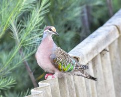 Common Bronzewing