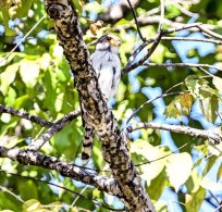 White-rumped Falcon