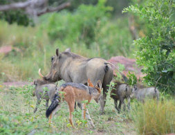 Black-backed Jackel hunting Warthogs