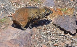 Rock Dassie