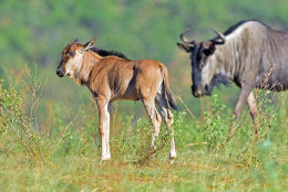 Blue Wildebeest