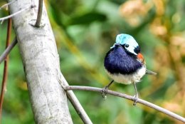 Red-winged Fairywren