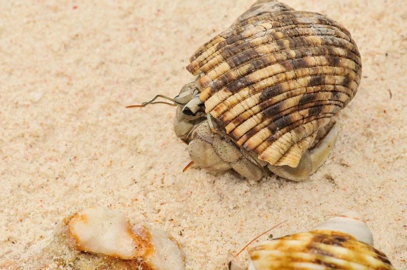 Pale Hermit Crab