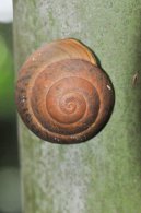 Coco-de-mer Snail