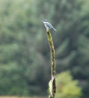 Belted Kingfisher.