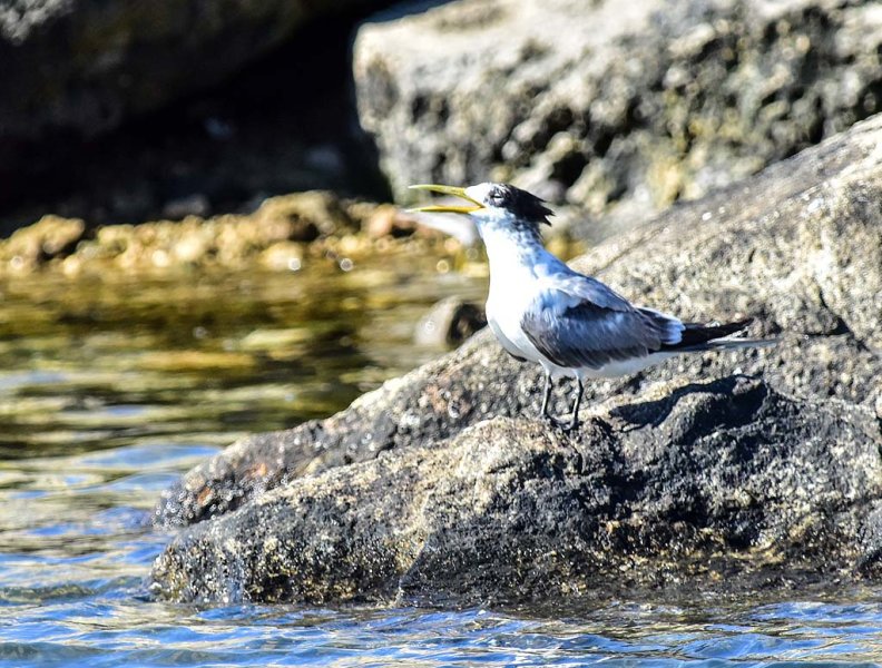 Crested Tern