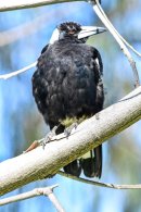 Australian Magpie