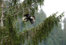 A Bald Eagle flying away.