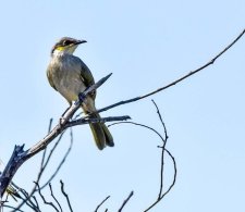 Singing Honeyeater