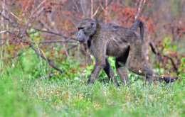Chacma Baboon