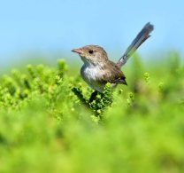 White-winged Fairywren