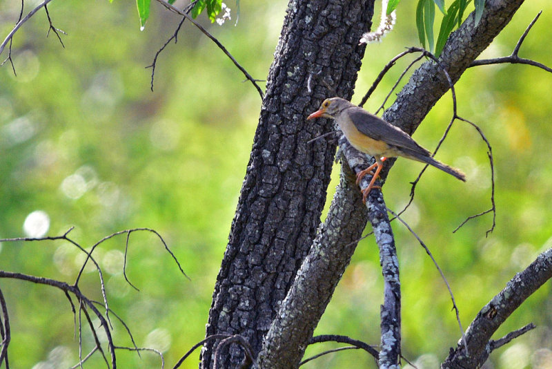 Kurrichane Thrush