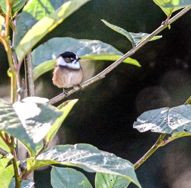 Burmese Tit