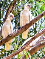 Western Corella