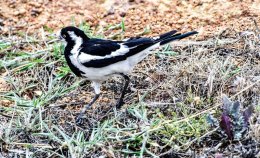 Magpie Lark