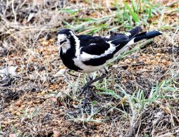 Magpie Lark