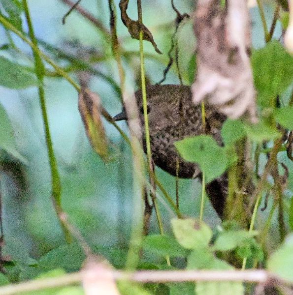 Chin Hills Wren-babbler