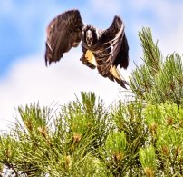 Carnaby's Black Cockatoo