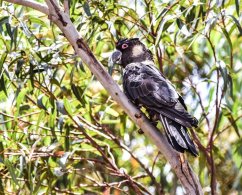 Carnaby's Black Cockatoo