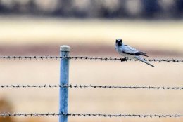 Black-faced Cuckooshrike