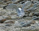 A California Gull.