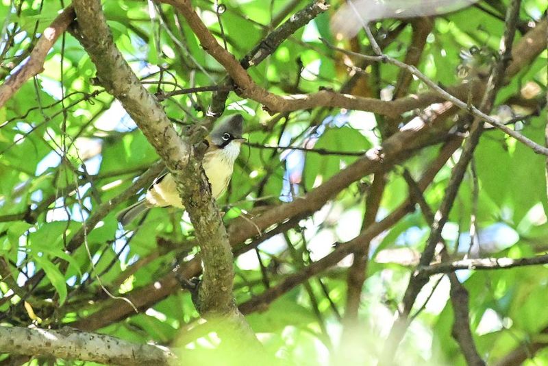 Whiskered Yuhina