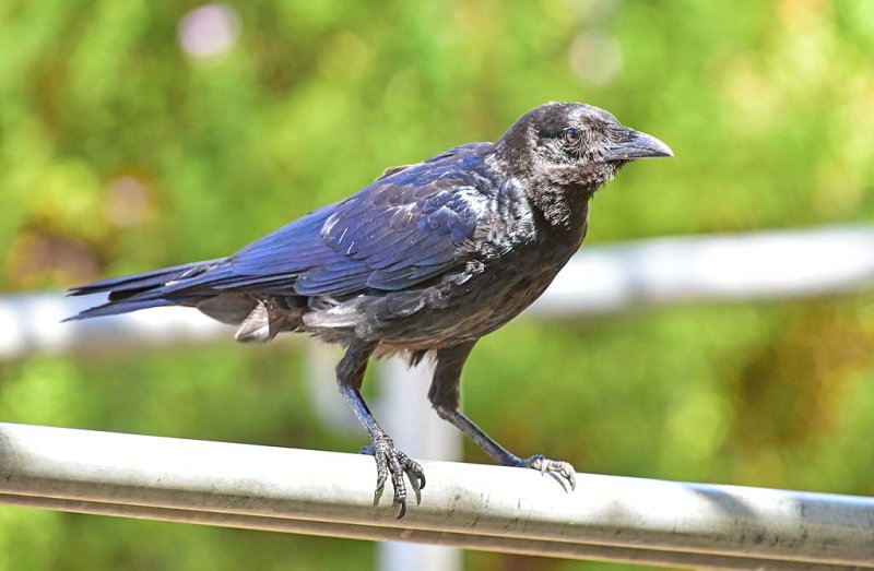 Australian Raven