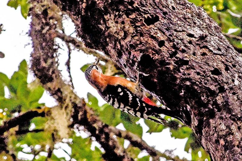 Rufous-bellied Woodpecker