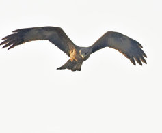 Yellow-billed Kite