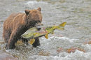 A Brown Bear with a Chum Salmon.