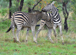 Burchell's Zebra