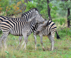 Burchell's Zebra
