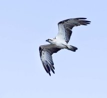 Eastern Osprey