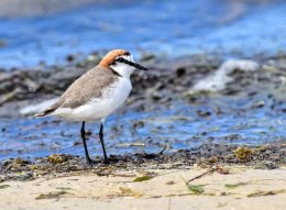 Red-capped Plover