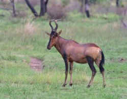 Red Hartebeest