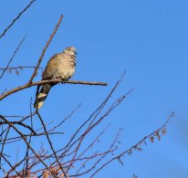 Collared Dove