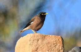 Common Myna