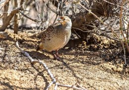 Grey Francolin