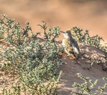 Crested Lark