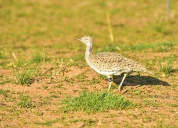 Macqueen's Bustard