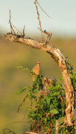 Red-faced Mousebird