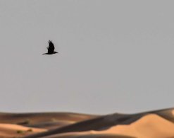 Brown-necked Raven