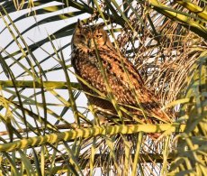 Pharaoh Eagle-owl