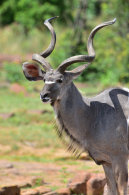 Kudu