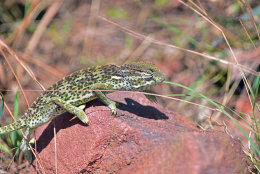 Flap-backed Cameleon