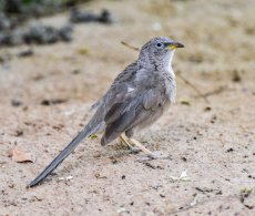 Arabian Babbler