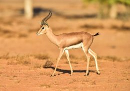 Arabian Gazelle