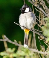 White-eared Bulbul