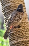 Red-vented Bulbul